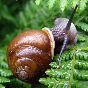 Snail